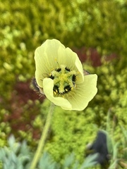 Papaver radicatum