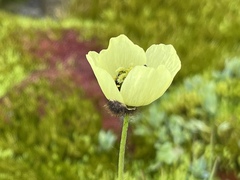 Papaver radicatum