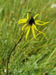 Cremanthodium lineare