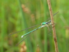 Lestes virens