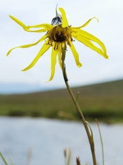 Cremanthodium lineare