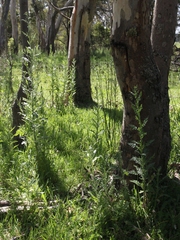Senecio glomeratus glomeratus