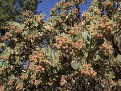 Arctostaphylos pringlei
