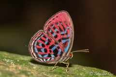 Paralaxita damajanti
