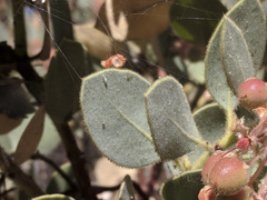 Arctostaphylos pringlei