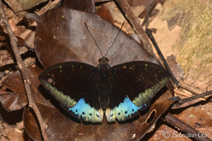 Lexias dirtea