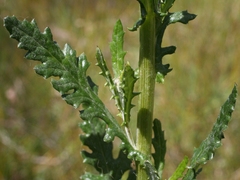 Senecio glomeratus glomeratus