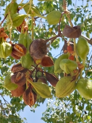 Brachychiton populneus populneus