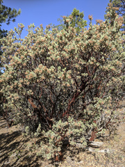 Arctostaphylos pringlei