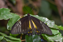 Troides amphrysus