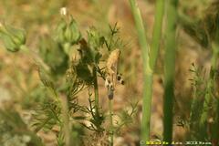 Aiolopus strepens