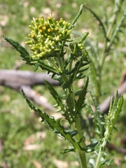 Senecio glomeratus glomeratus
