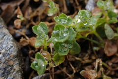 Drymaria villosa