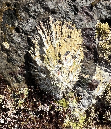Patella aspera