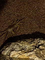 Geograpsus crinipes