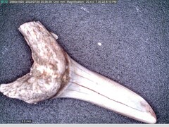 Lamniformes