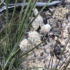 Lomandra leucocephala