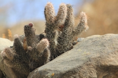 Austrocylindropuntia shaferi