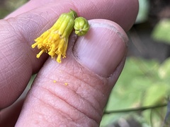 Senecio pudicus