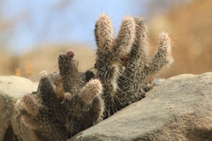 Austrocylindropuntia shaferi