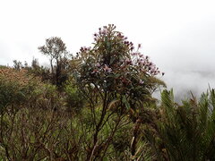 Diplostephium pulchrum