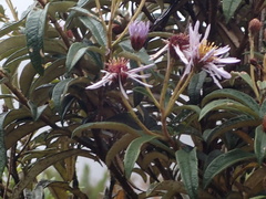 Diplostephium pulchrum