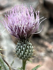 Cirsium tracyi