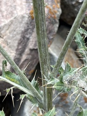 Cirsium tracyi