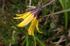 Chrysactinium hieracioides