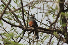 Pseudosaltator rufiventris