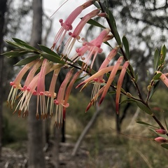 Styphelia triflora