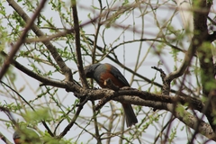 Pseudosaltator rufiventris