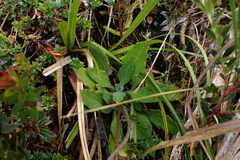 Chrysactinium hieracioides