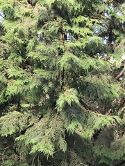 Chamaecyparis obtusa