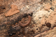 Polydesmus complanatus