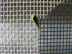 Xerophloea