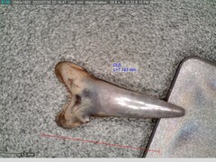 Lamniformes