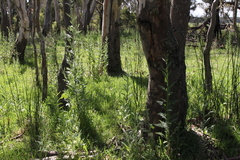 Senecio glomeratus glomeratus