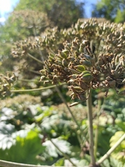 Heracleum sosnowskyi