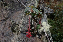 Ribes peruvianum