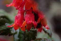 Ribes peruvianum
