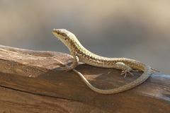 Podarcis siculus