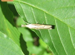 Agriphila poliellus