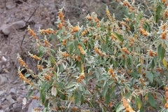 Buddleja tucumanensis