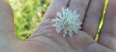 Scabiosa