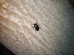 Plesiophthalmus spectabilis