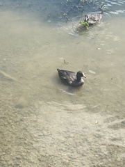 Fulica atra