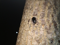 Plesiophthalmus spectabilis