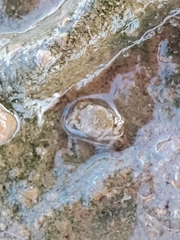 Carcinus maenas