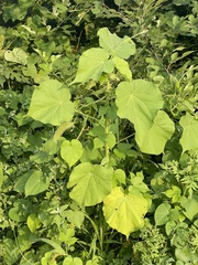 Abutilon theophrasti